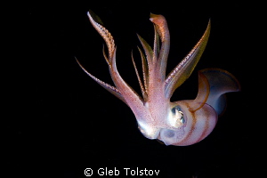 The squid at night by Gleb Tolstov 